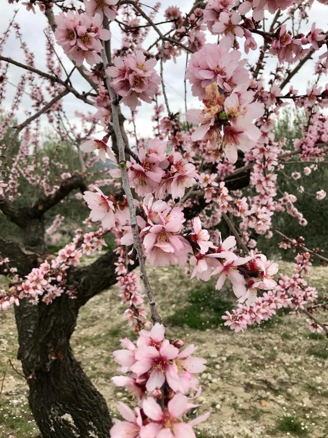 Al-Qandil ξενώνας Margarida Εξωτερικό φωτογραφία